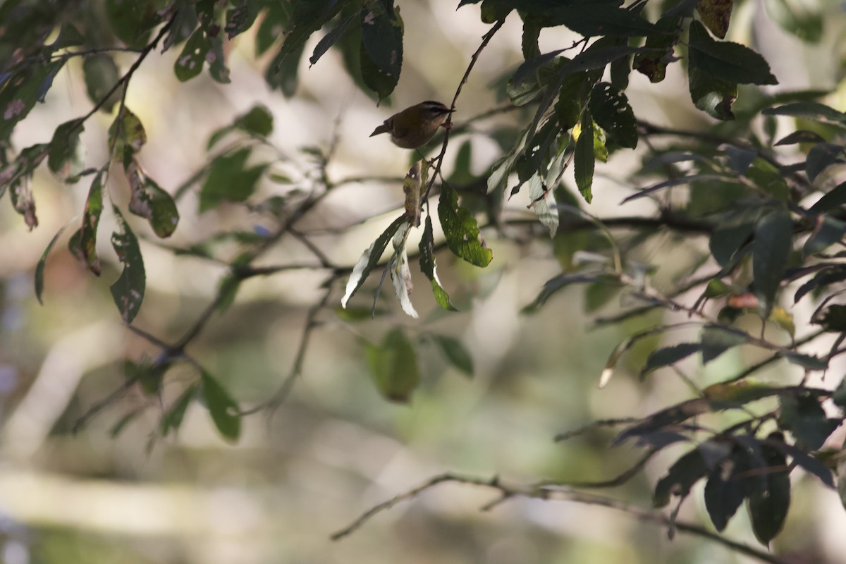 Common Firecrest - ML271439321