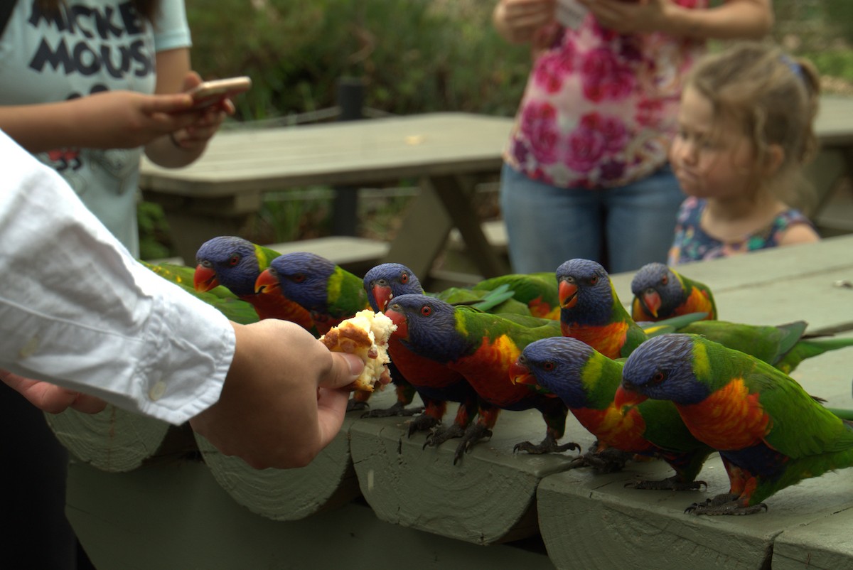 Rainbow Lorikeet - ML271439441