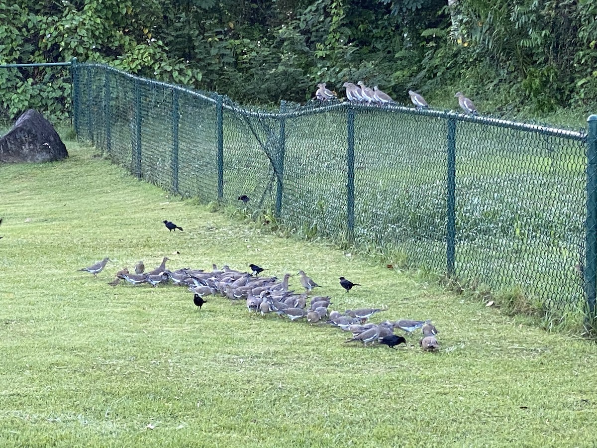 White-winged Dove - ML271440641