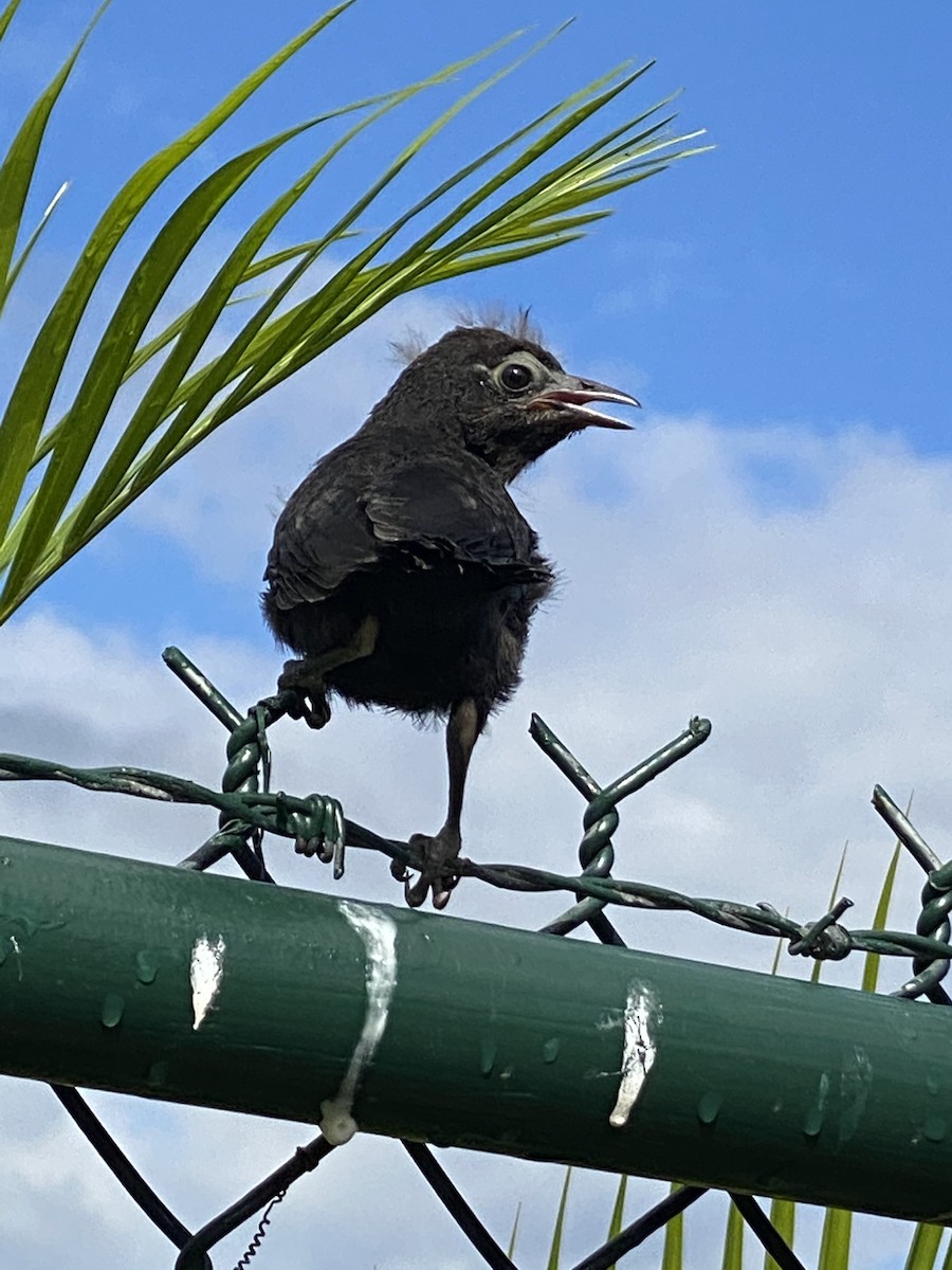 Greater Antillean Grackle - ML271440801