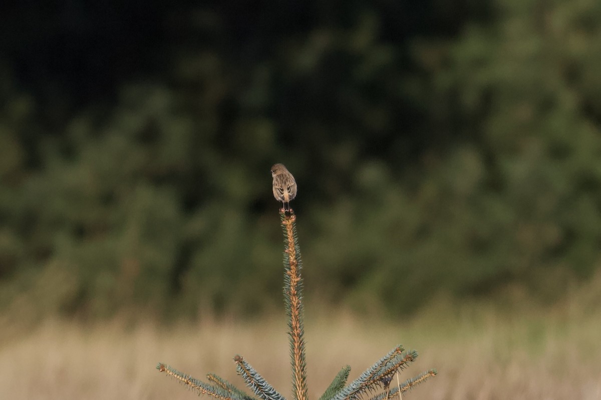 Amur Stonechat - ML271441121