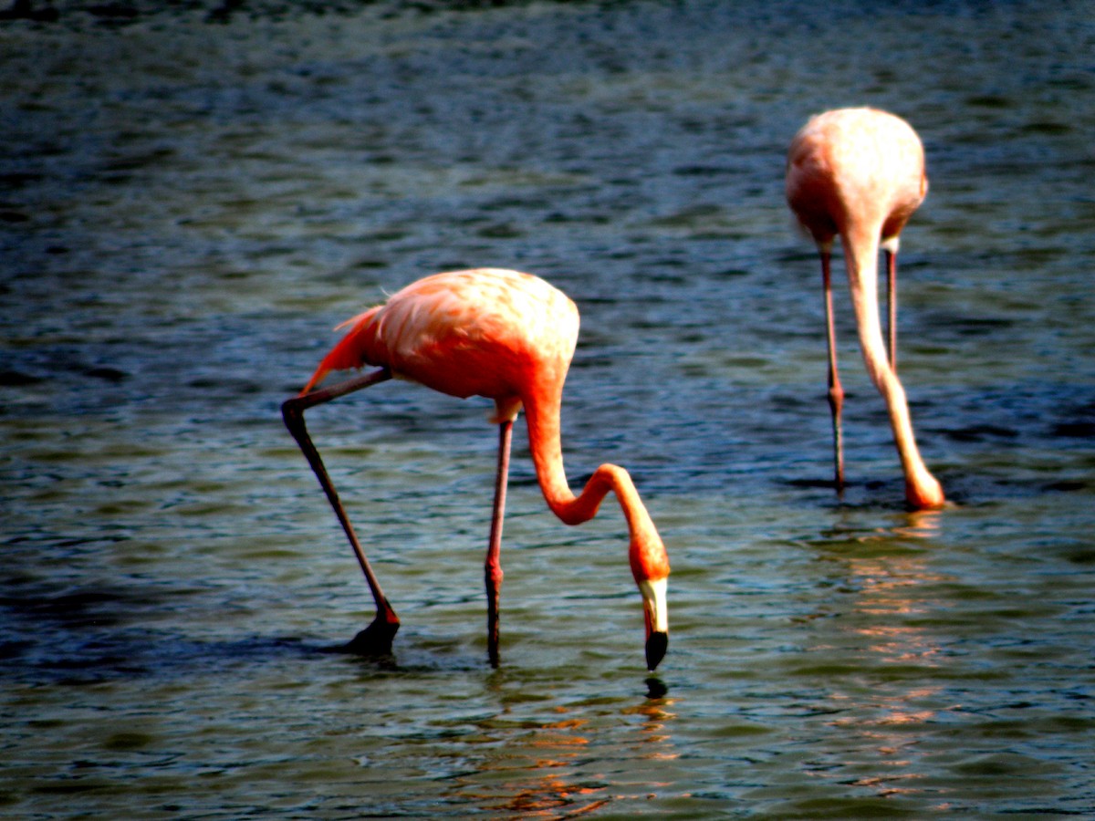 Amerika Flamingosu - ML271441741