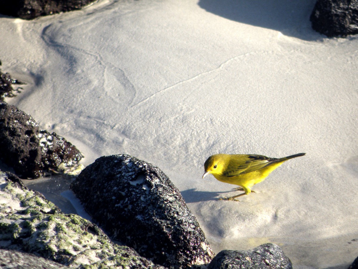 Yellow Warbler - ML271442361