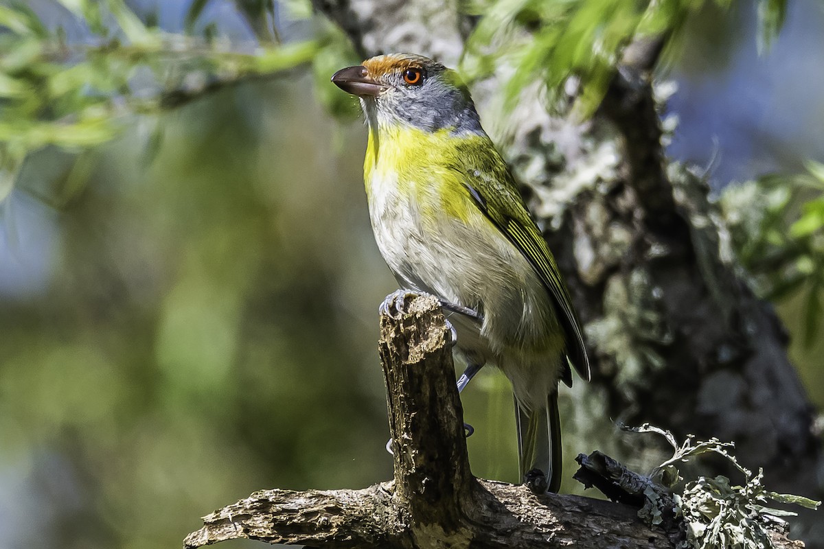 Rufous-browed Peppershrike - ML271443881