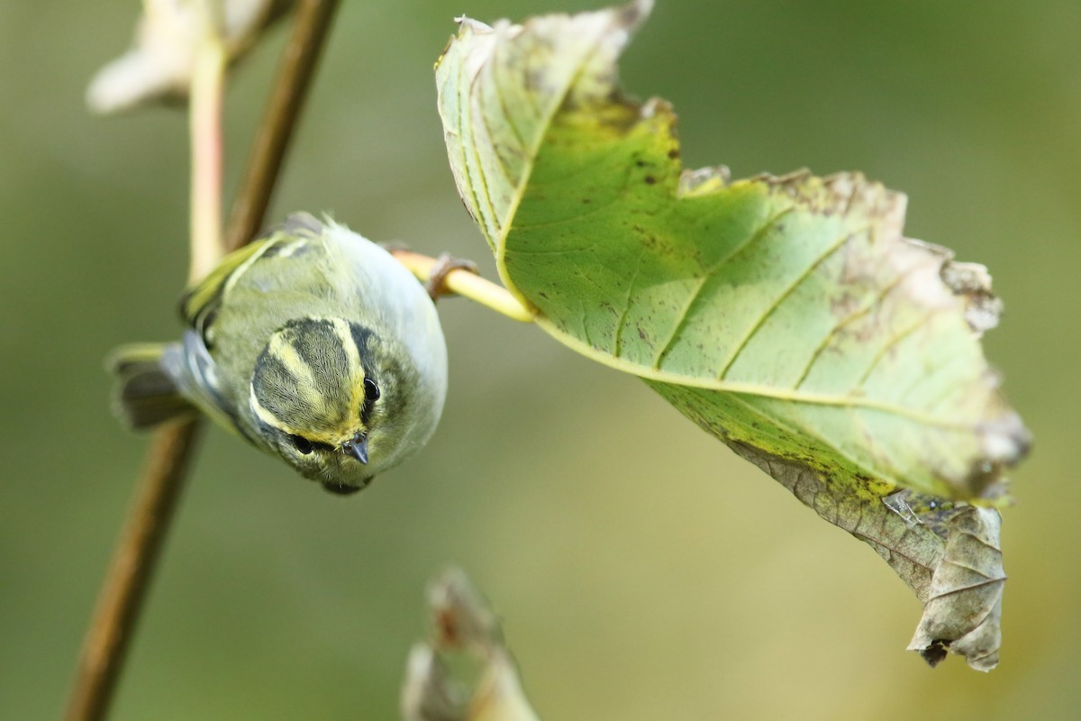 Pallas's Leaf Warbler - ML271446661