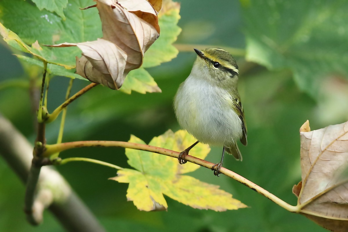 Pallas's Leaf Warbler - ML271446671