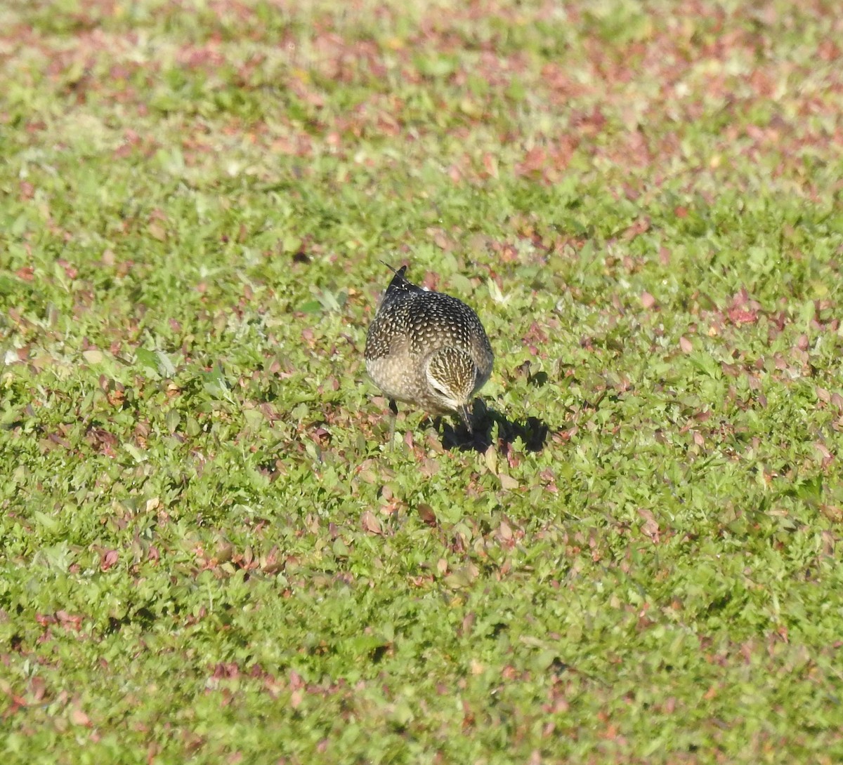 American Golden-Plover - Bob Sizoo