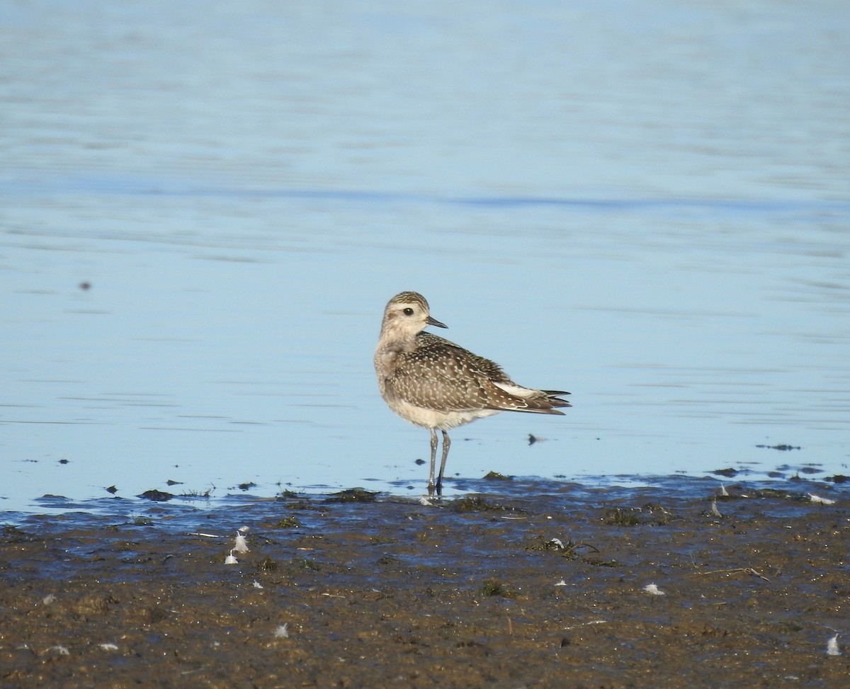 American Golden-Plover - Bob Sizoo