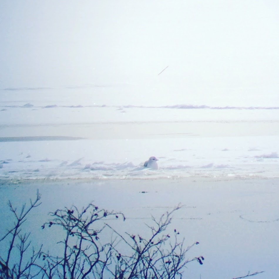 Ross's Gull - ML271448441