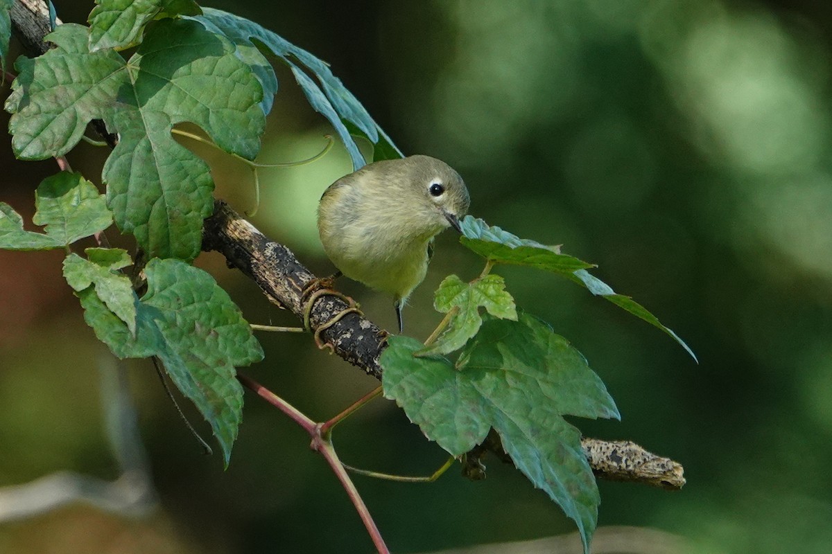 Ruby-crowned Kinglet - ML271449401
