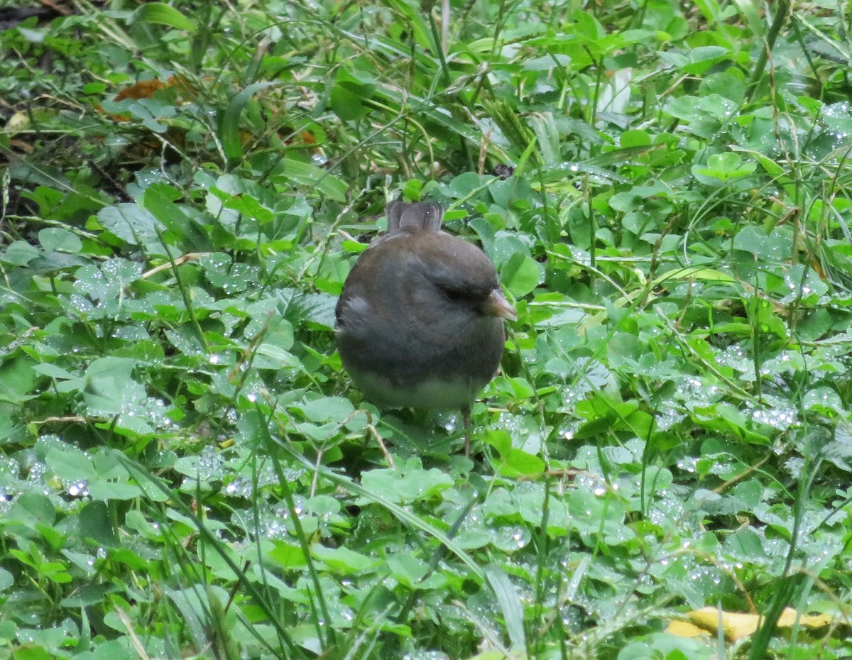 Dark-eyed Junco (Slate-colored) - ML271450201