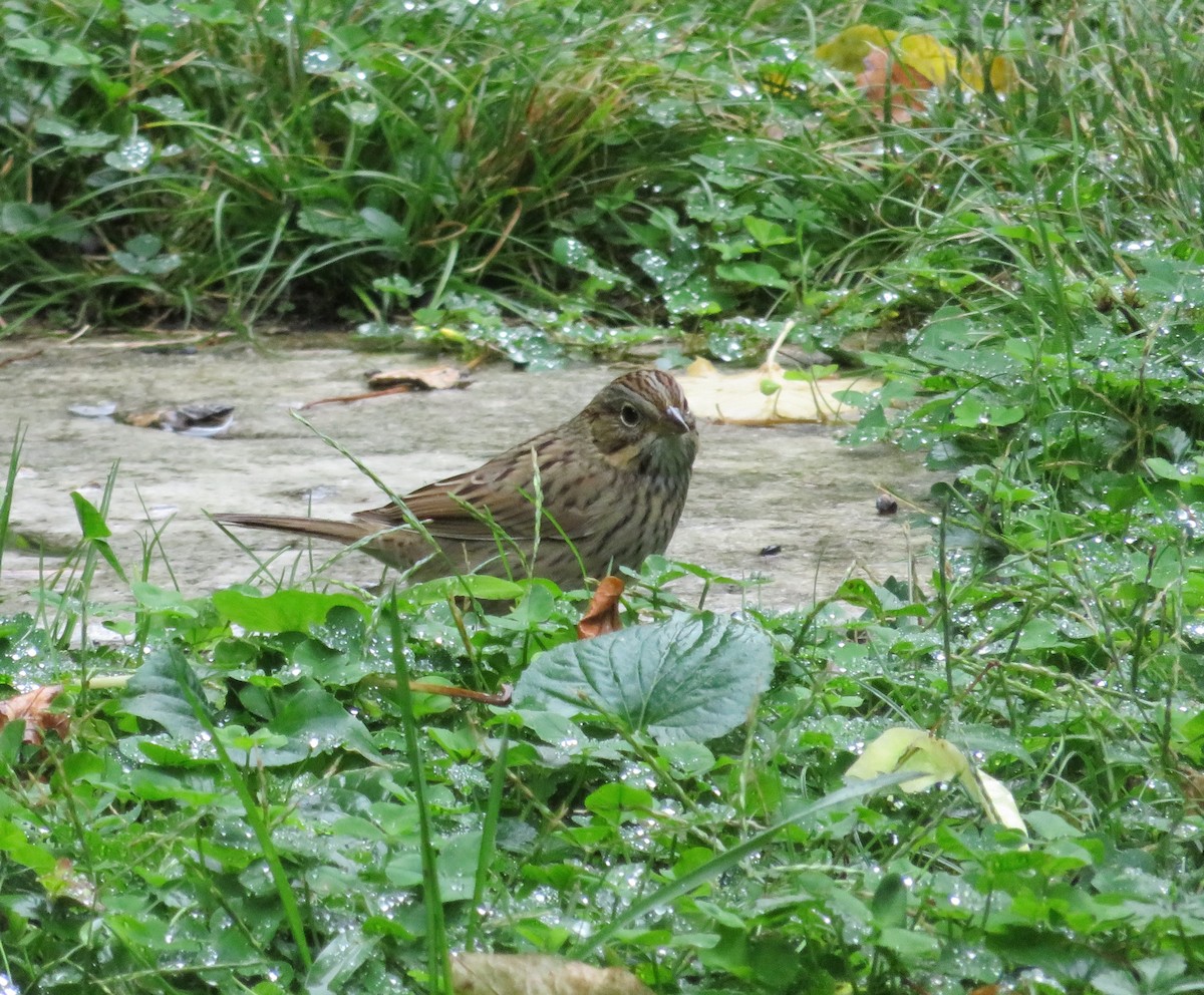 Lincoln's Sparrow - ML271450221