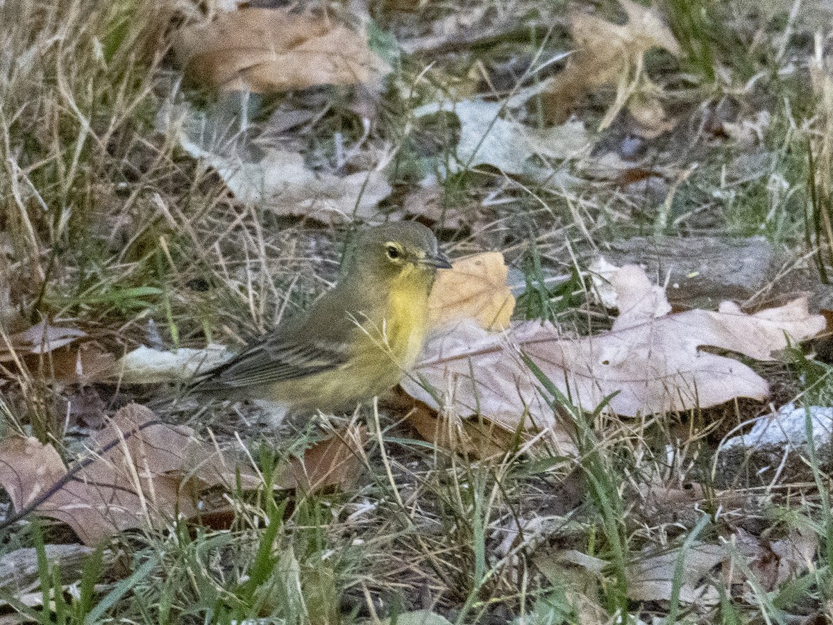 Pine Warbler - Clark Jones