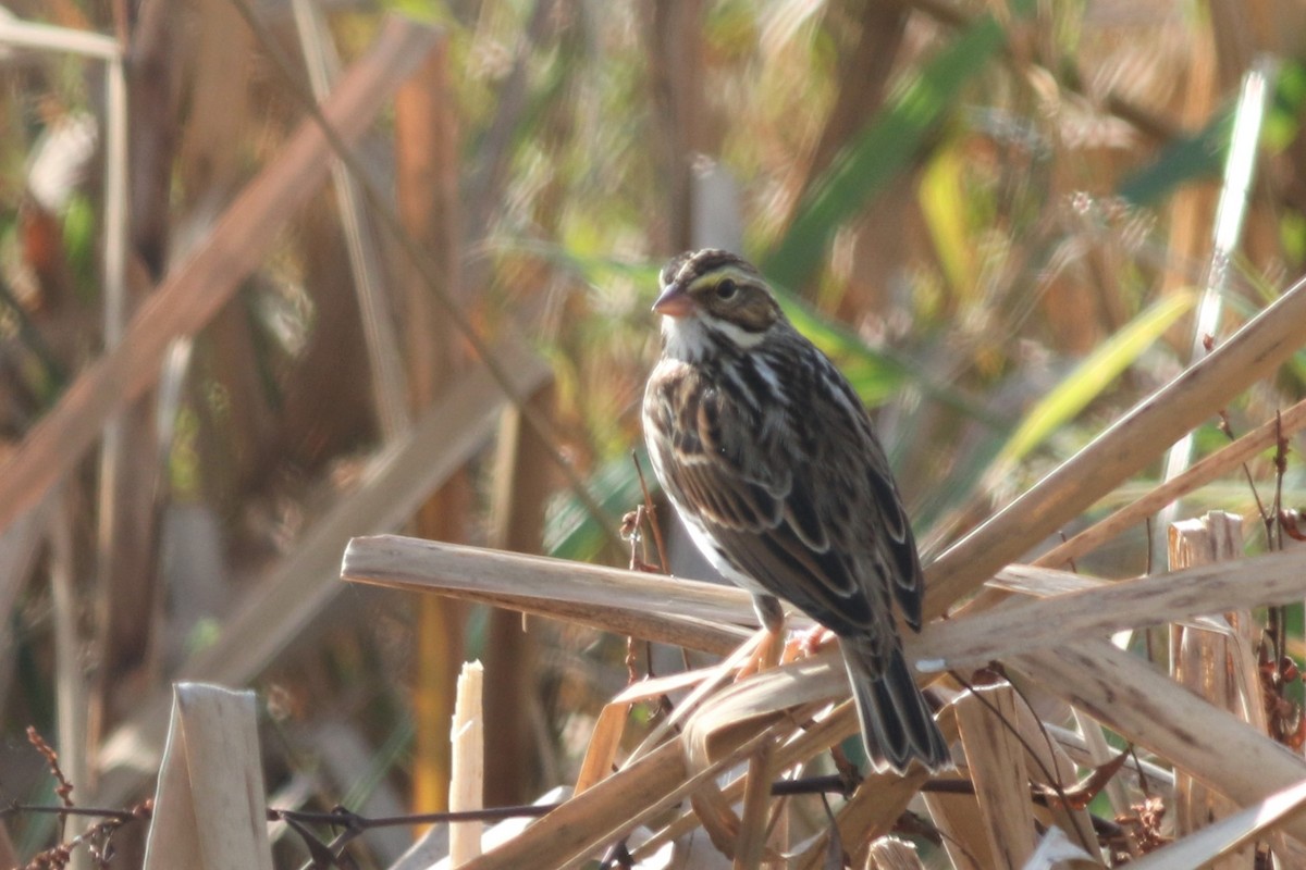 Savannah Sparrow - ML271452301