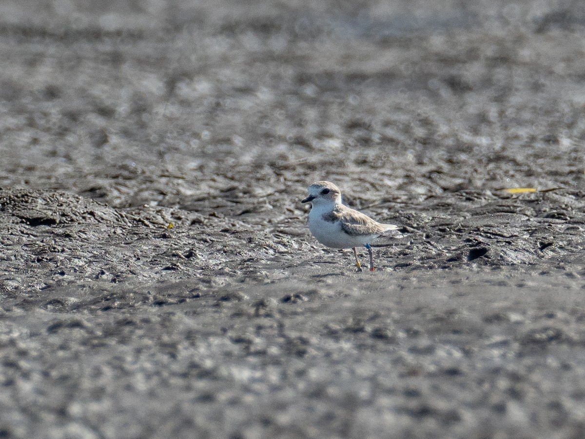 Snowy Plover - Chris Fischer