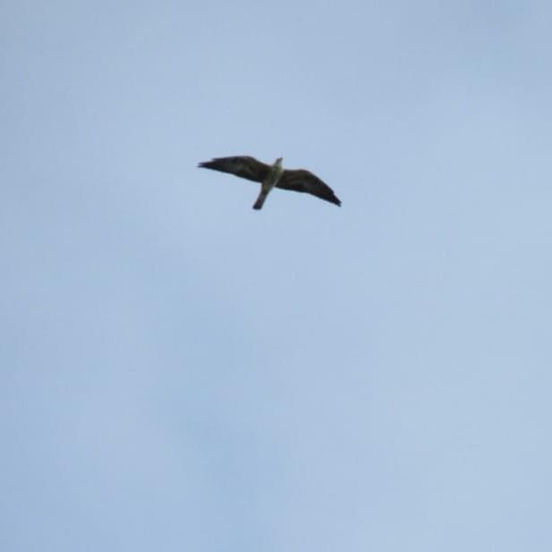 Mississippi Kite - Reymundo Chen