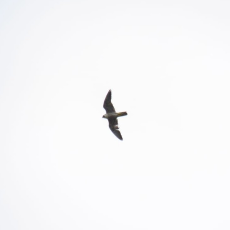 Peregrine Falcon - ML271460601