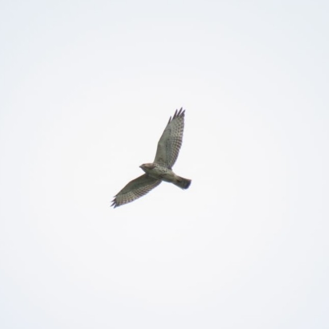 Broad-winged Hawk - Reymundo Chen