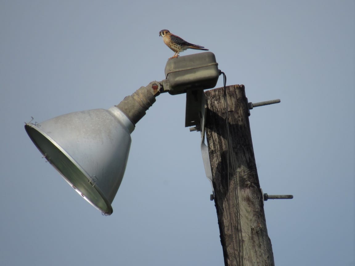 American Kestrel - ML271461441