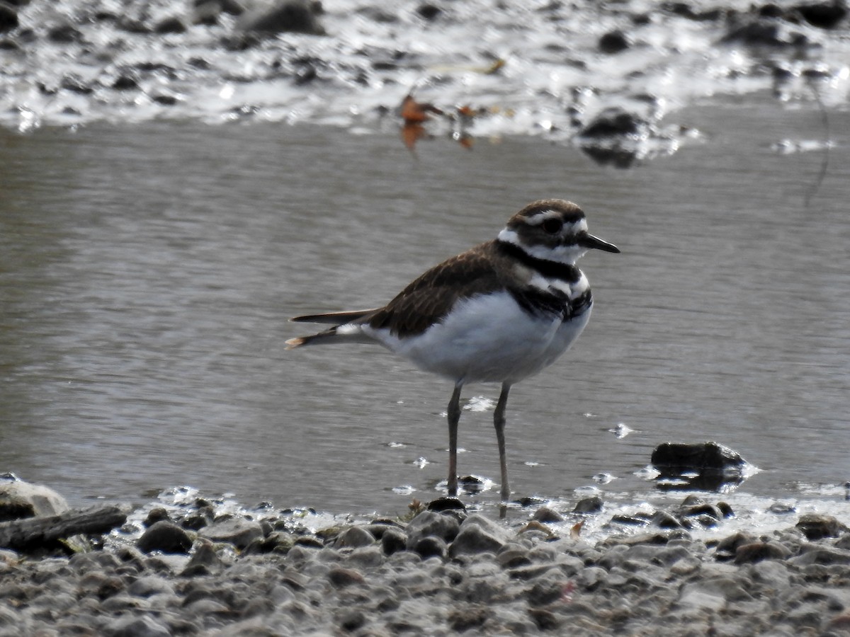 Killdeer - K.C. Anderson