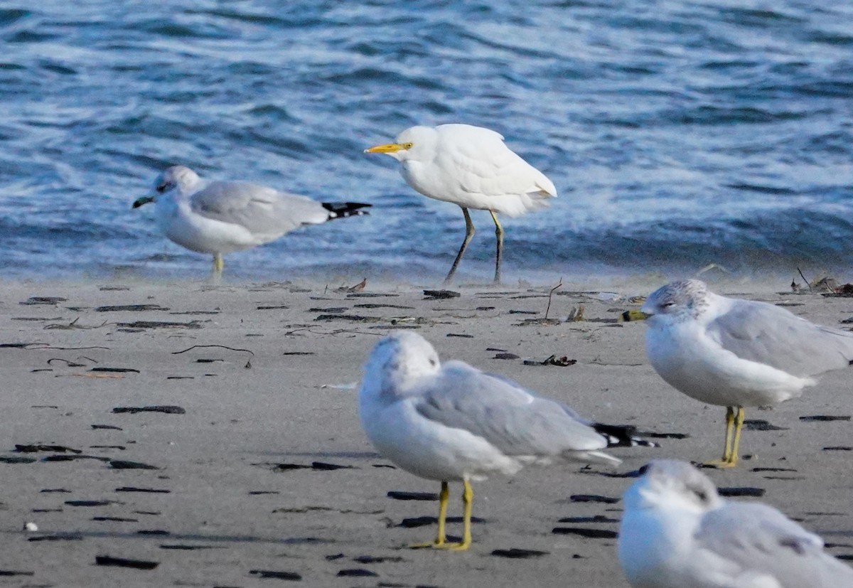 Western Cattle-Egret - Gale VerHague