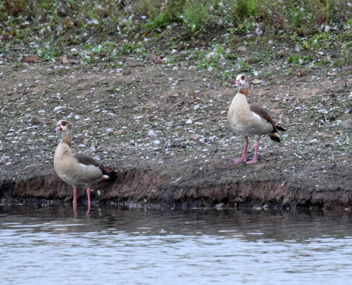 Egyptian Goose - A Emmerson