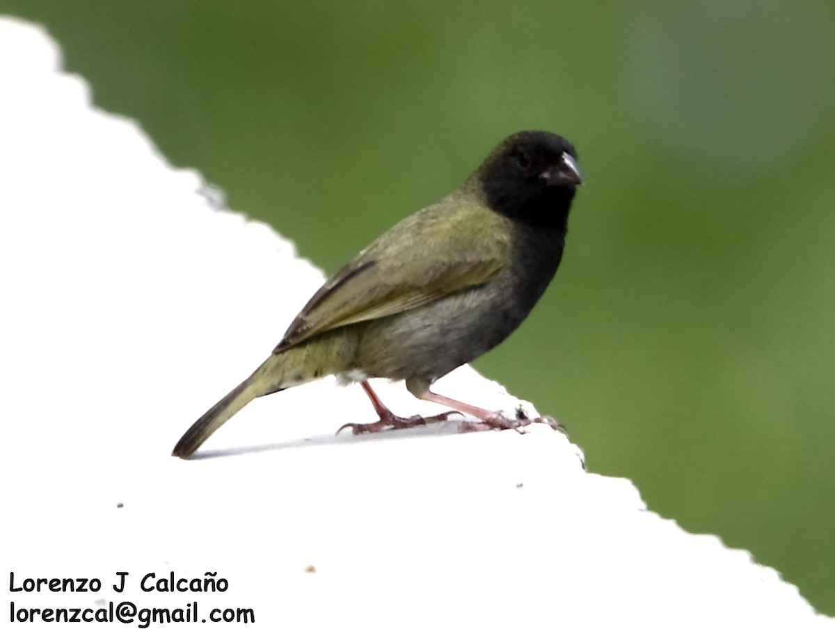 Black-faced Grassquit - ML271467201