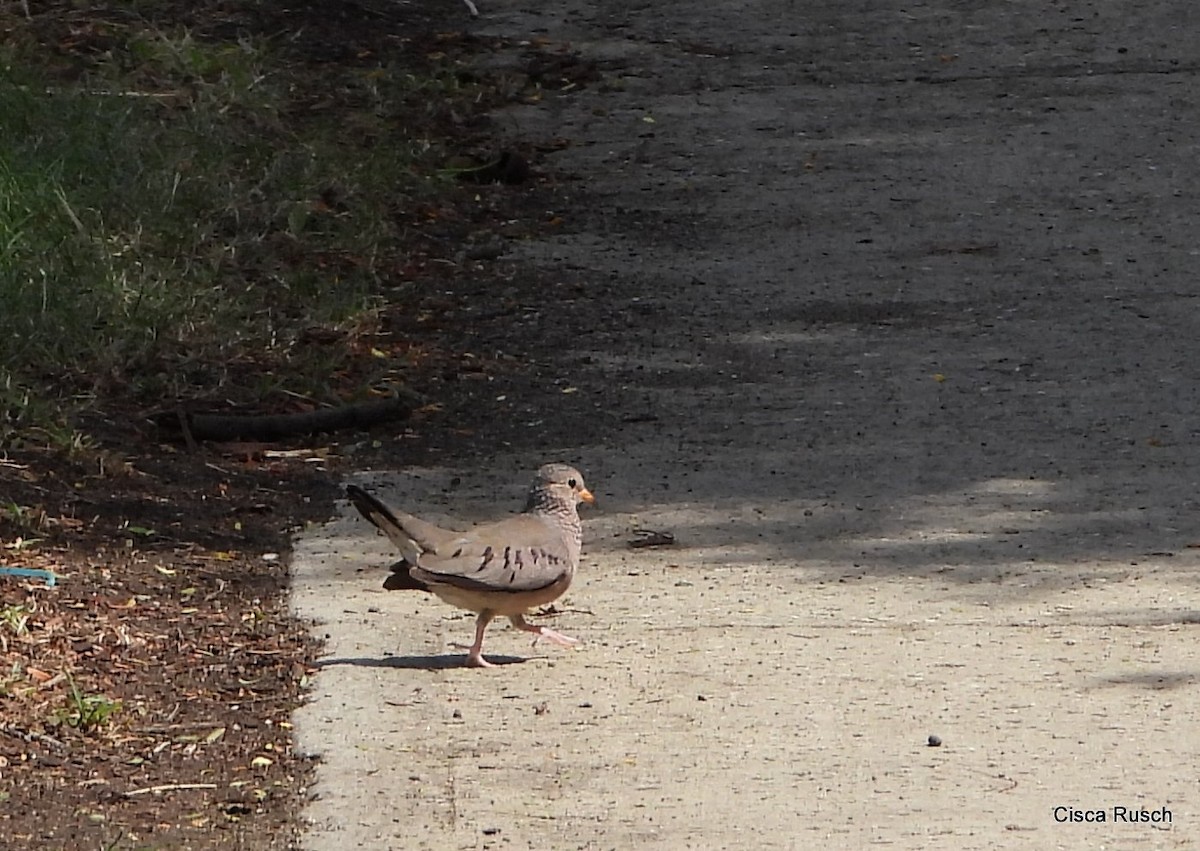 Common Ground Dove - ML271468151