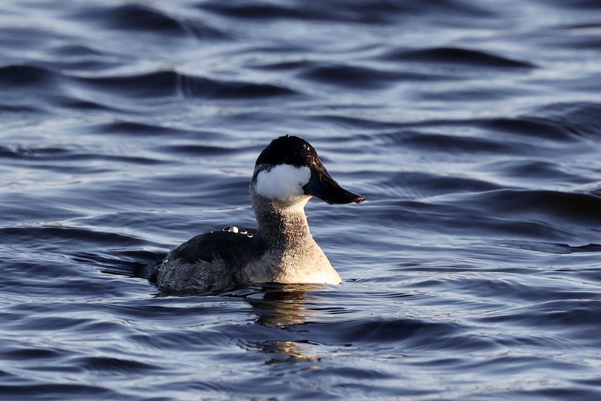 Ruddy Duck - ML271469211