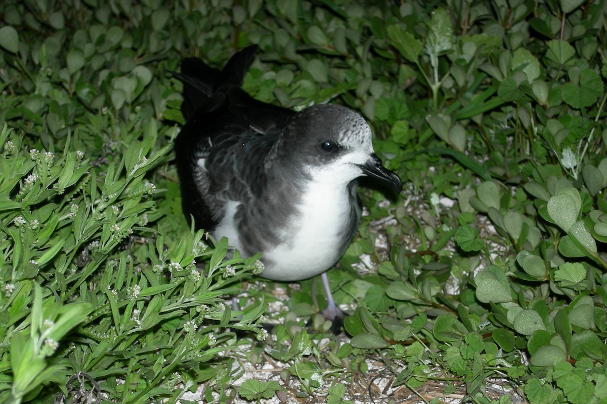 Bonin Petrel - Cory Gregory