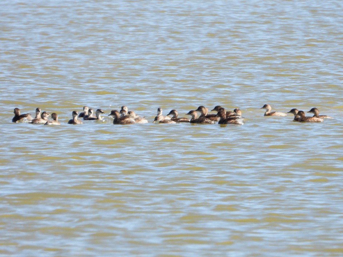 Little Grebe - ML271473551