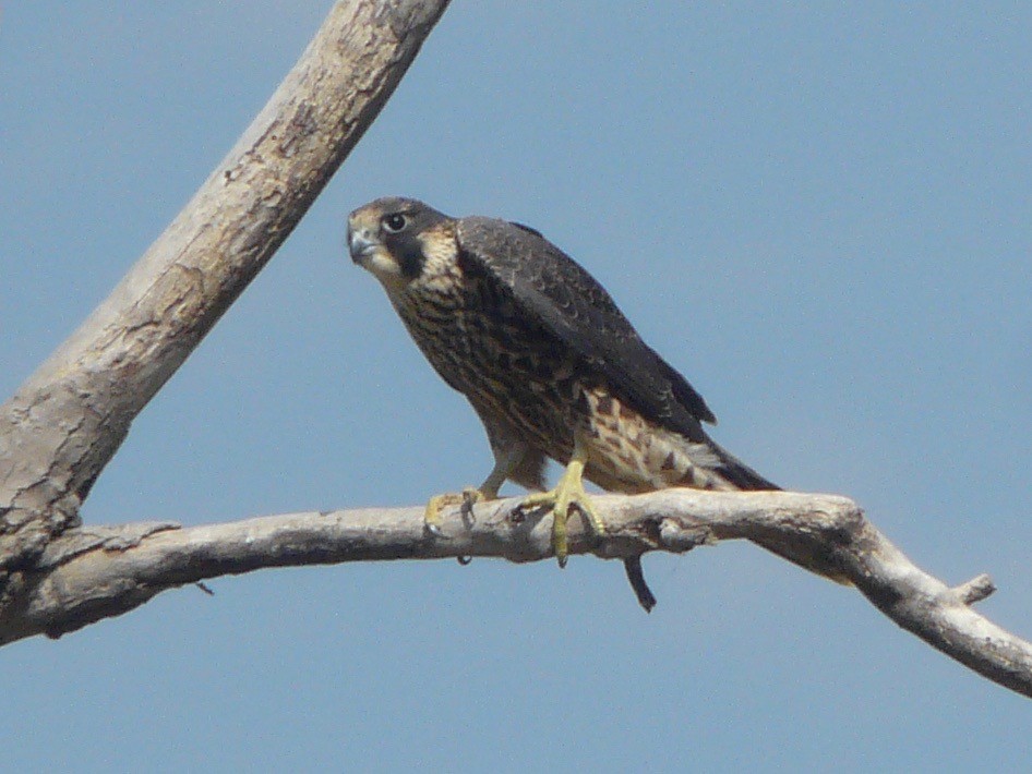 Halcón Peregrino - ML271473741