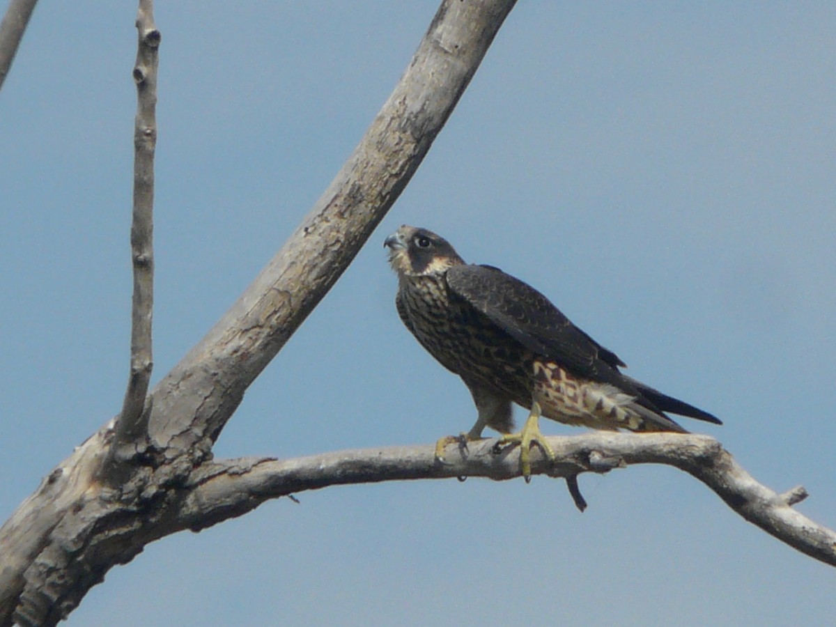 Peregrine Falcon - ML271473751