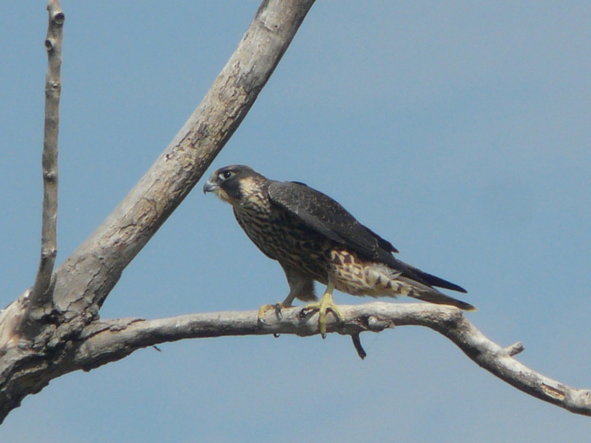 Peregrine Falcon - ML271473761