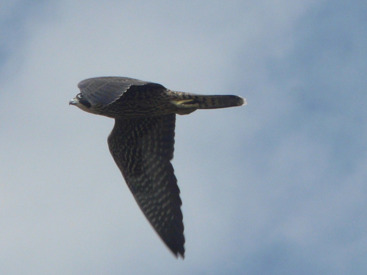 Peregrine Falcon - Dave Williams