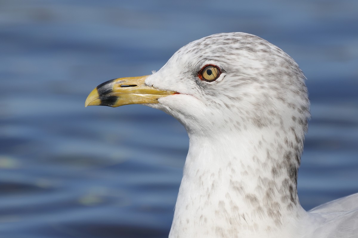 Ring-billed Gull - ML271473841