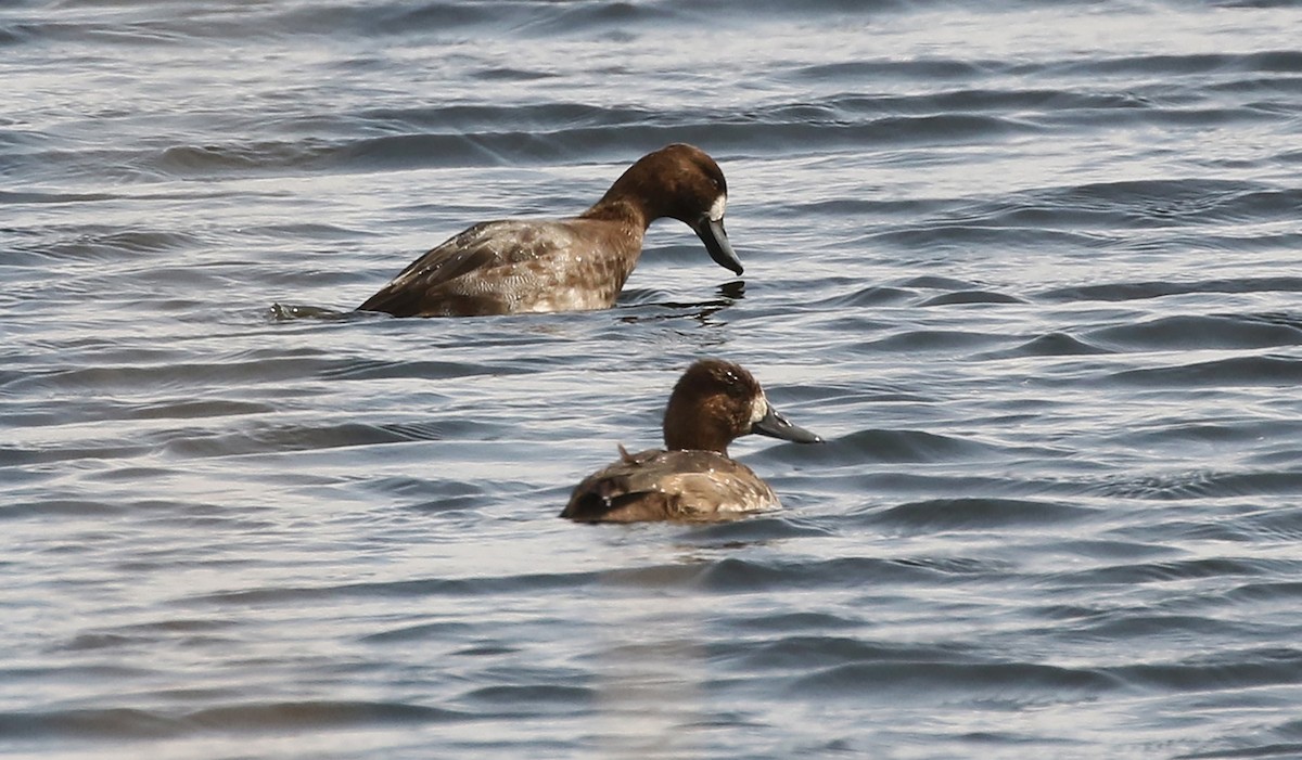 Lesser Scaup - ML271476961