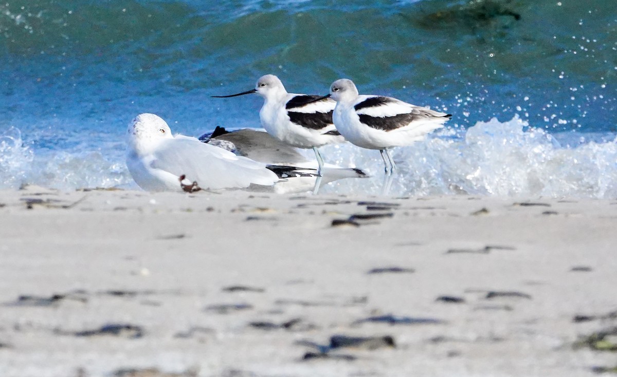 American Avocet - Gale VerHague