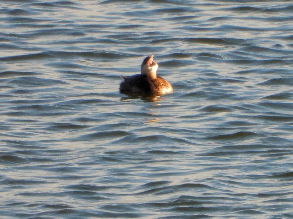 Pied-billed Grebe - ML271478231