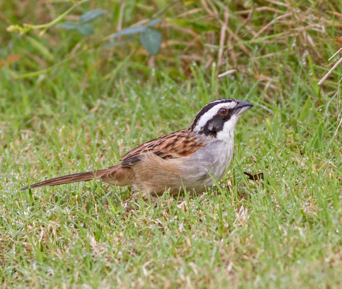 Stripe-headed Sparrow - ML271478371