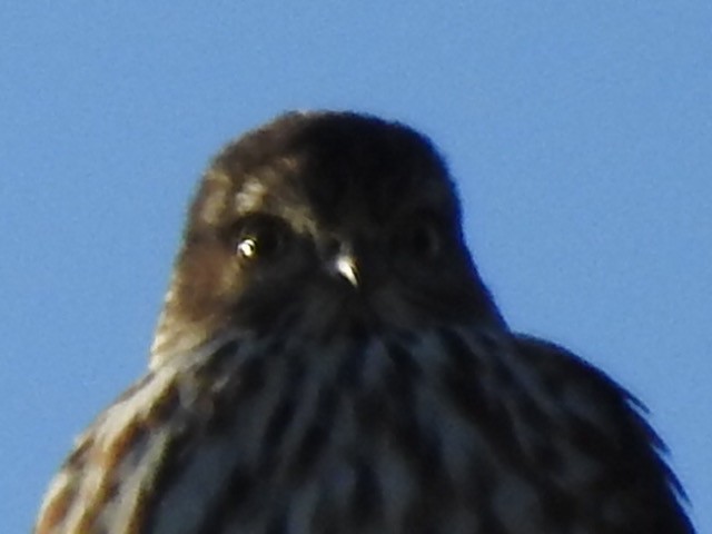 Sharp-shinned Hawk - ML271480181