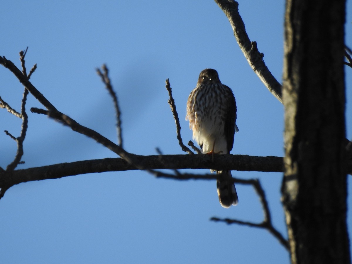 Sharp-shinned Hawk - ML271480191