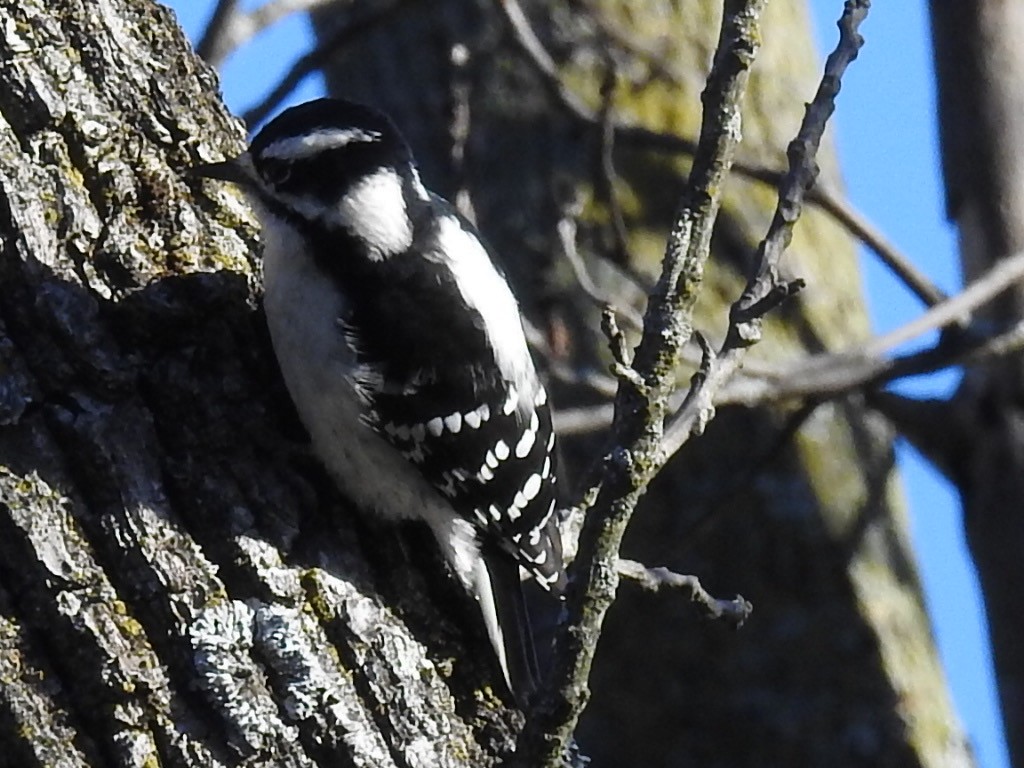 Downy Woodpecker - ML271480291