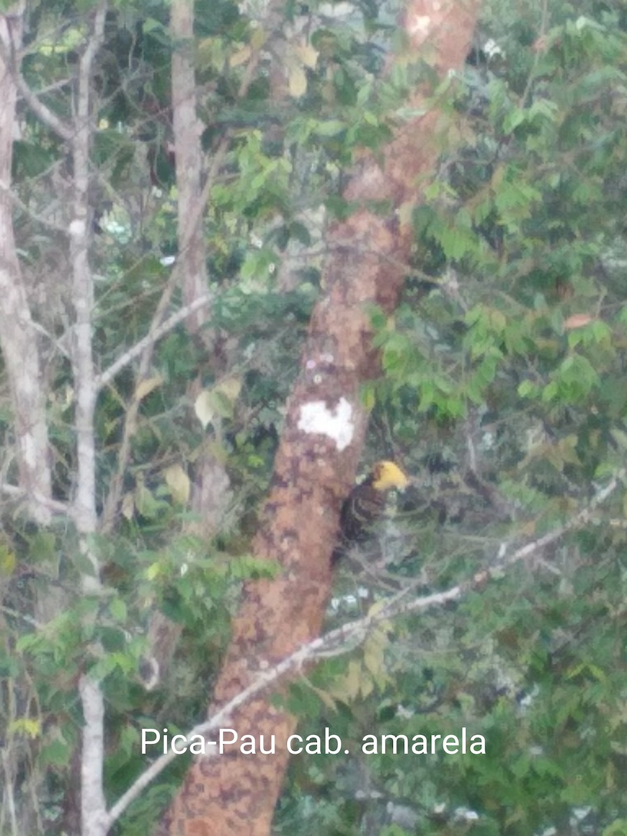 Ochre-backed/Blond-crested Woodpecker - Sidiney Silva