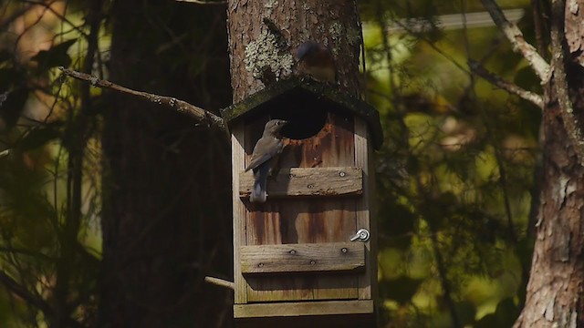 Eastern Bluebird - ML271481441