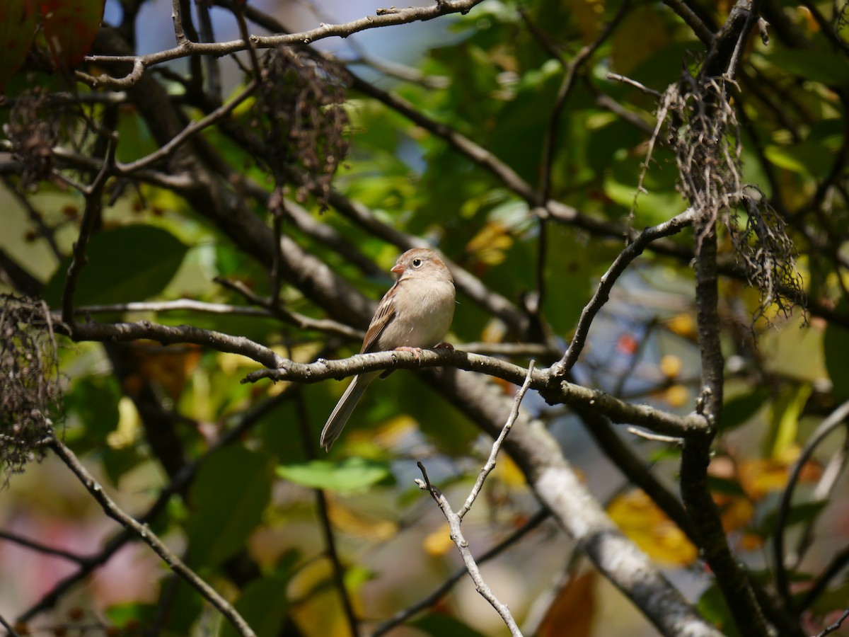 Field Sparrow - Bates Estabrooks