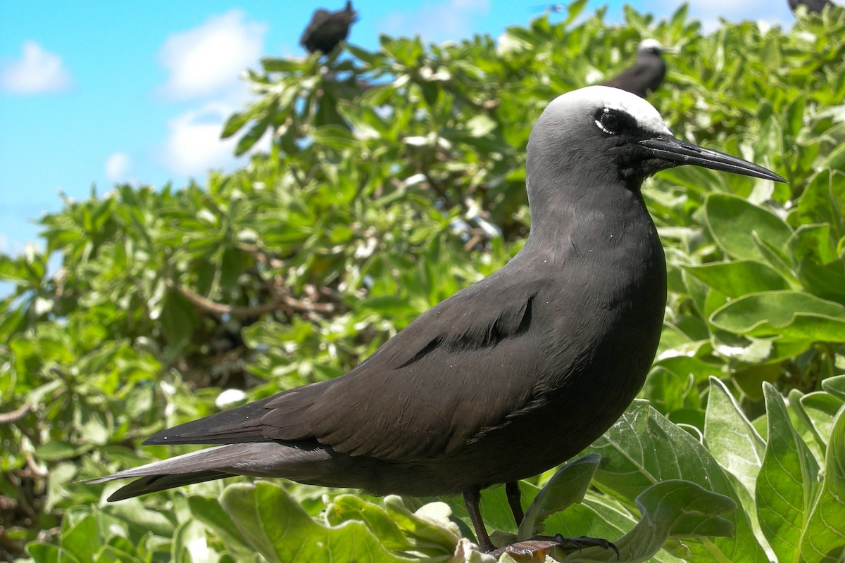 Black Noddy - Cory Gregory