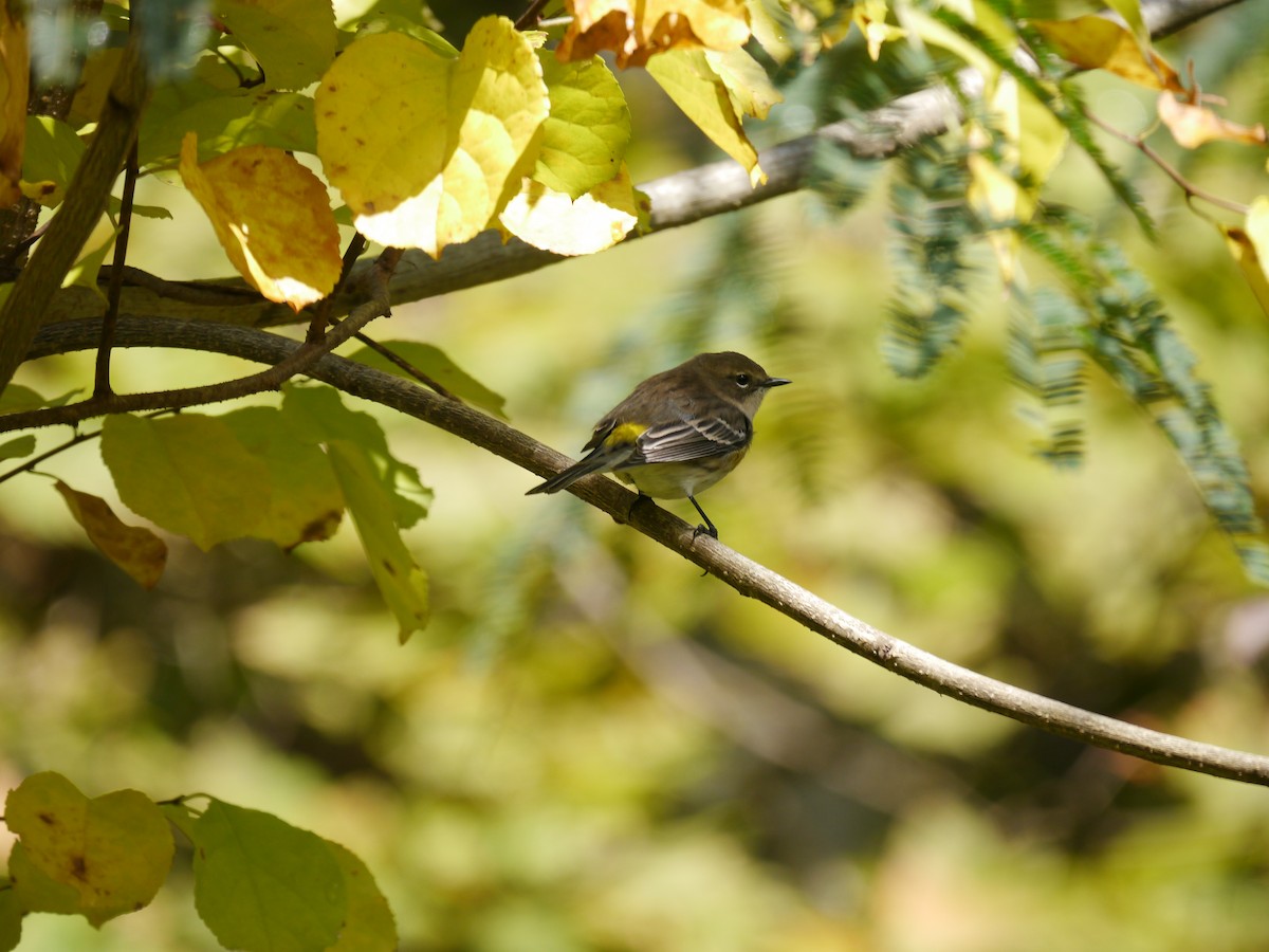 Yellow-rumped Warbler (Myrtle) - Bates Estabrooks