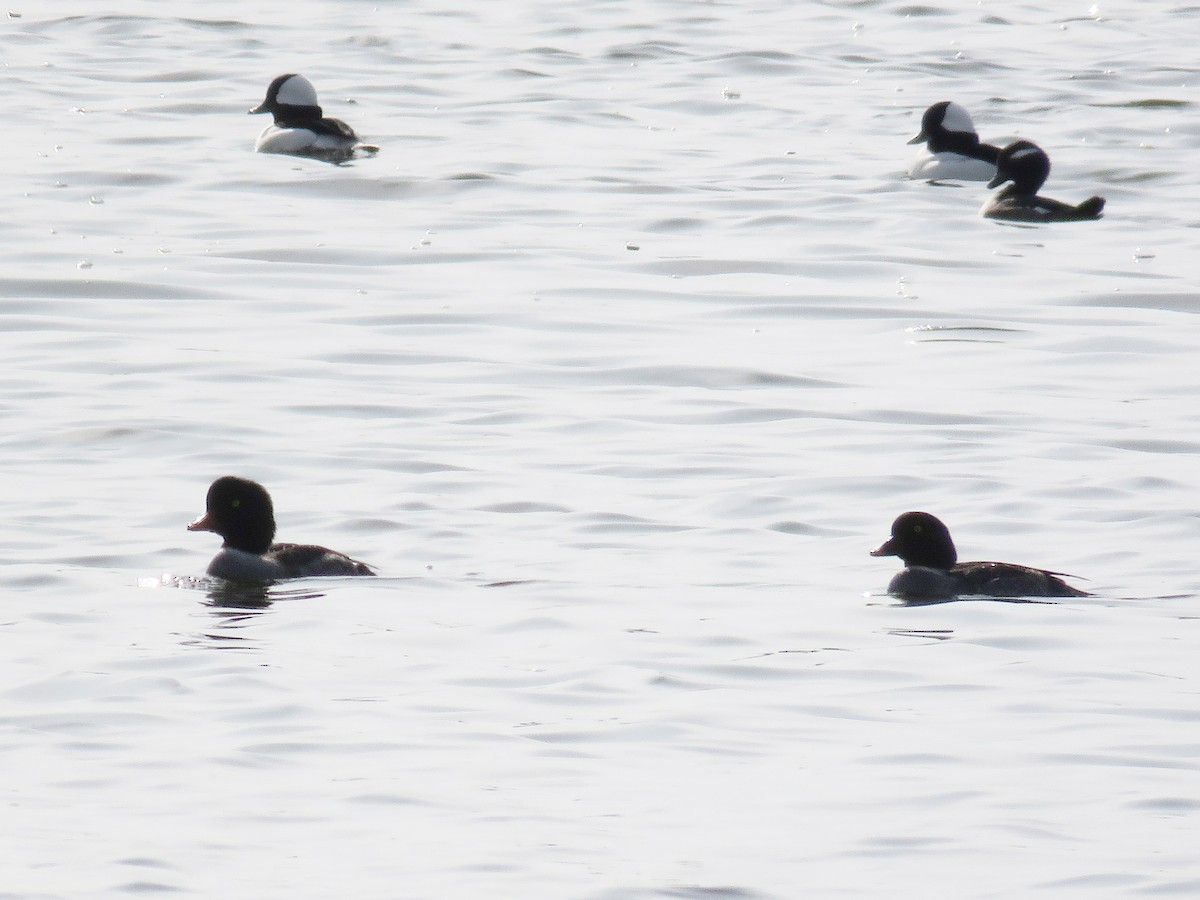 Bufflehead - Gena Zolotar