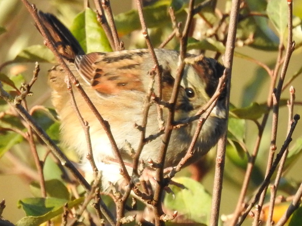 Swamp Sparrow - ML271482171